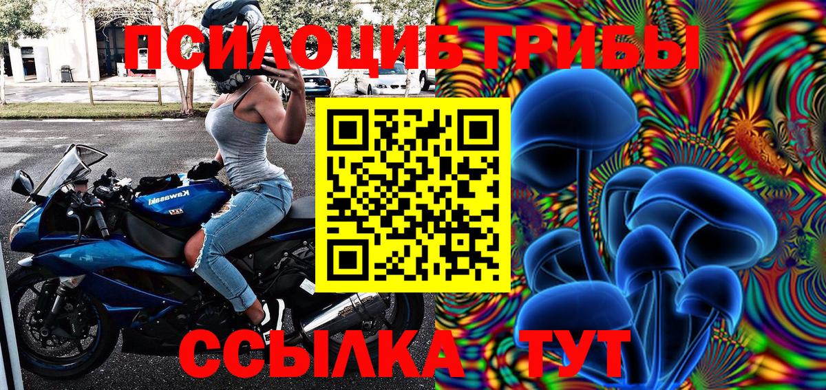Пугачёв  Галлюциногенные грибы Cubensis  Вход с VPN 